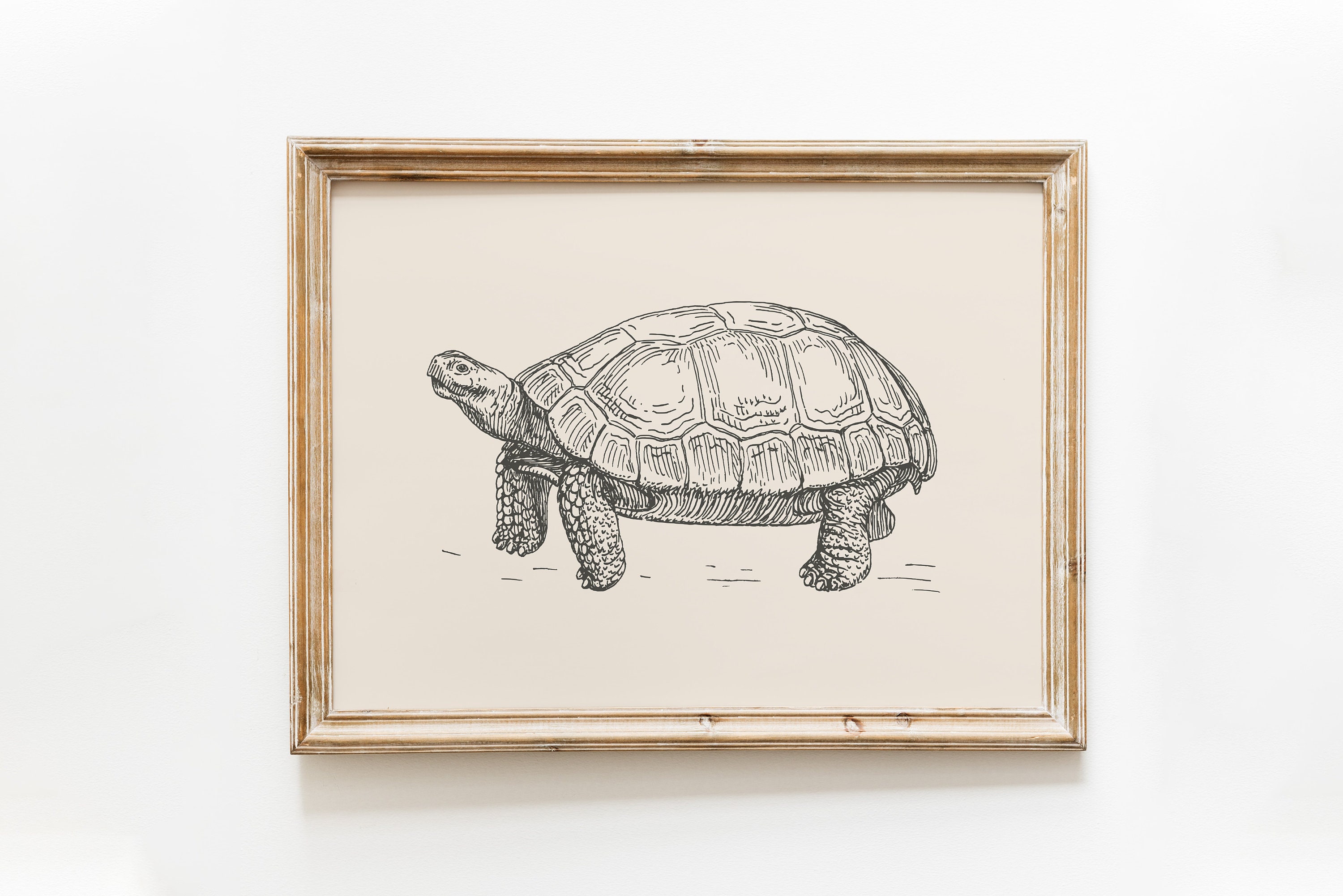 sheep drawing turtle screen