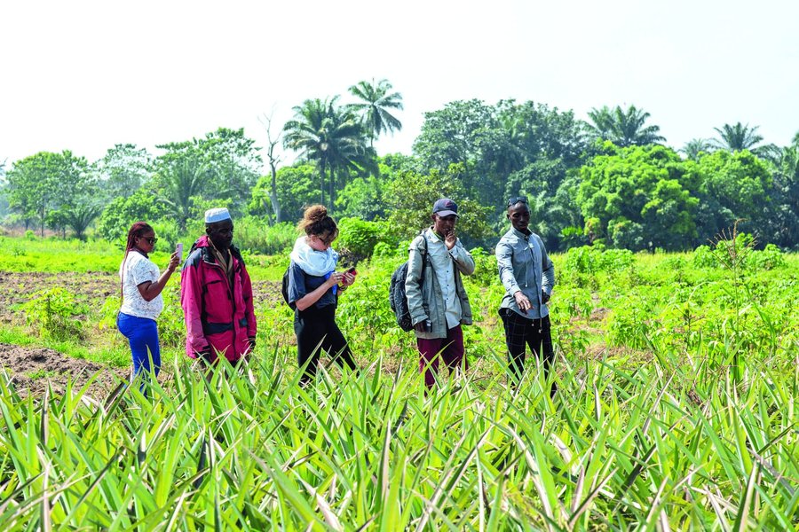 drc-pineapple-farm-business-plan-i52ome1i