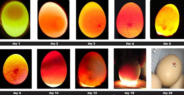 duck farm eggs incubation process