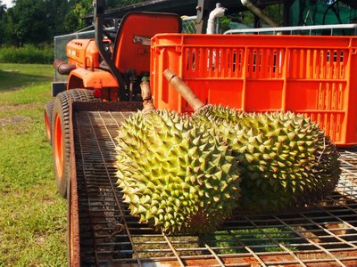 durian orchards and genetic research equipment