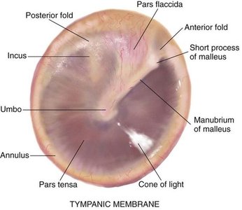 ear anatomy auditory exam otoscope