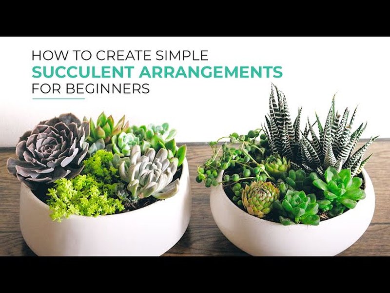 easy-care-succulents-for-beginners-eq3v4nyh