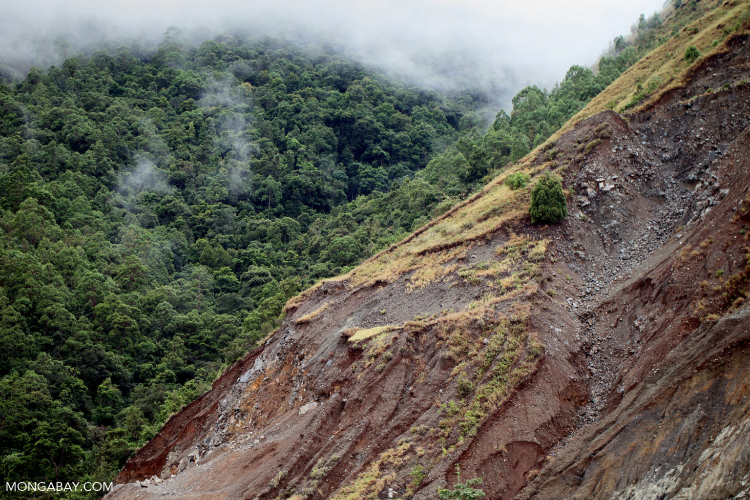 mountains soil forest ecosystem