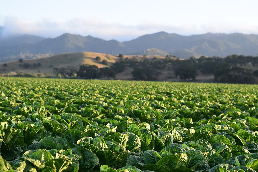 organic farming fields