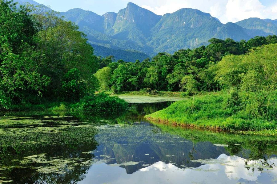 forest landscape with biodiversity