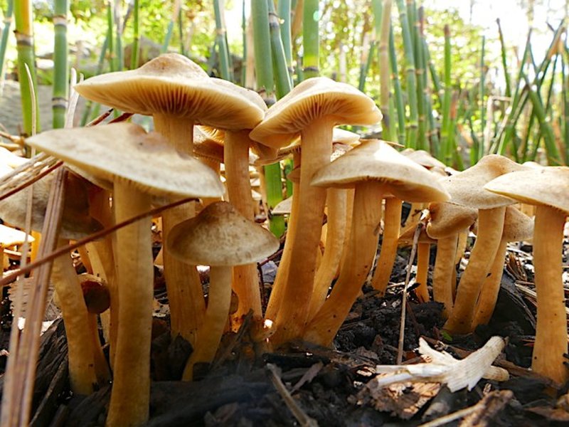 forest mushrooms