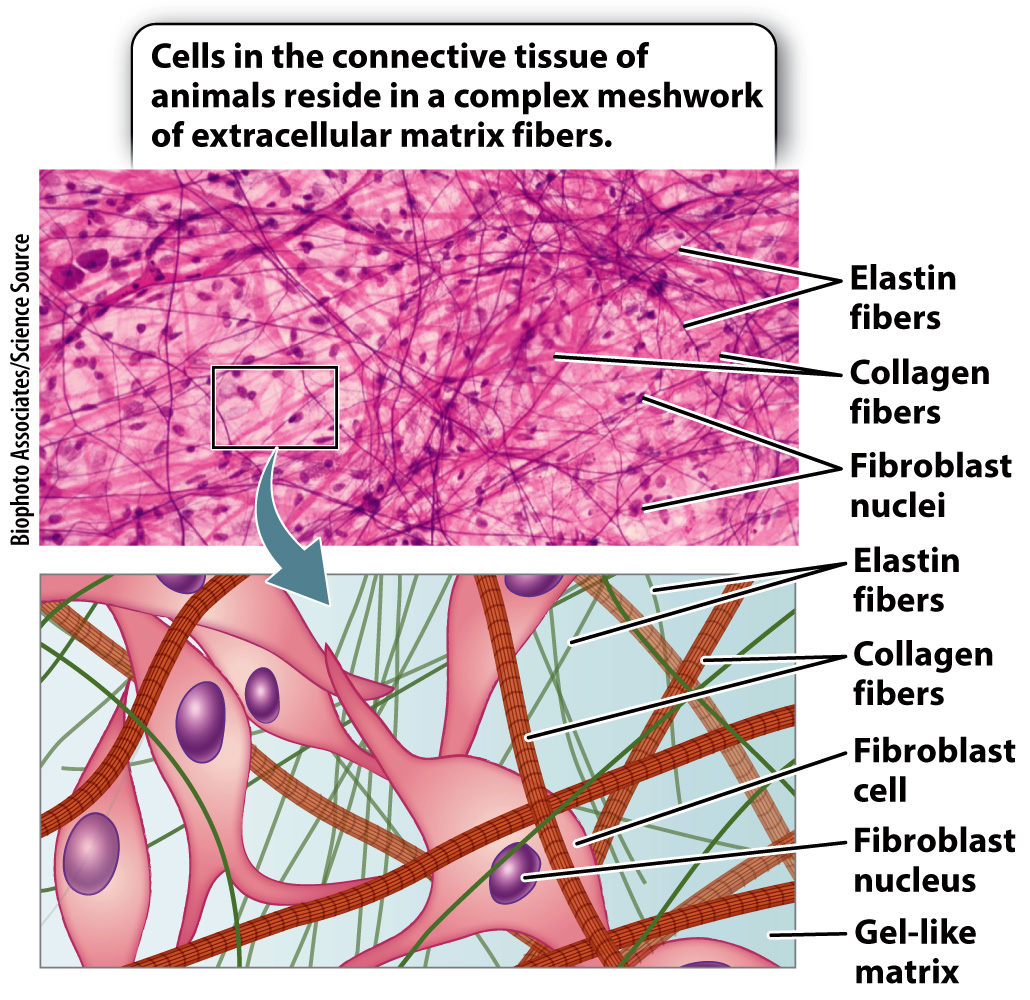 physical scenery collagen tissue