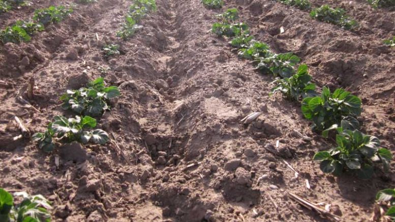 potato field fertilizer application