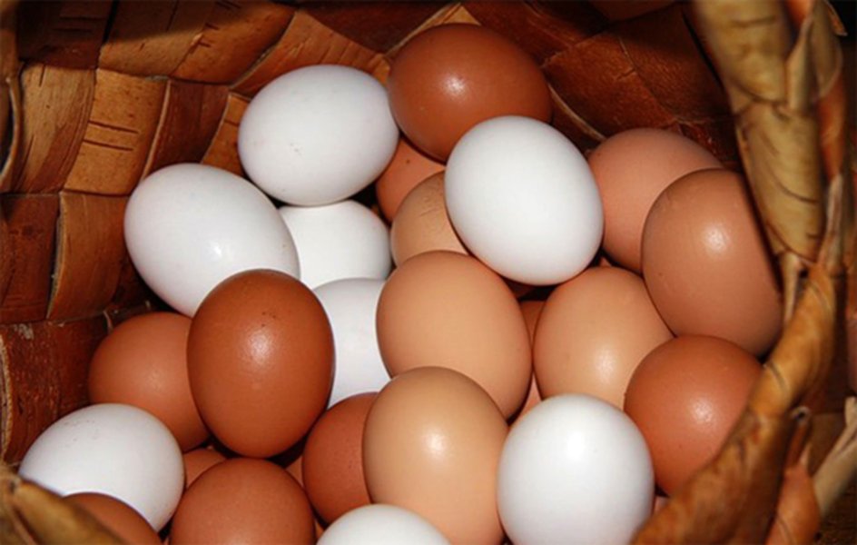 eggshell-color-genetics-pigments-iz9pxedj