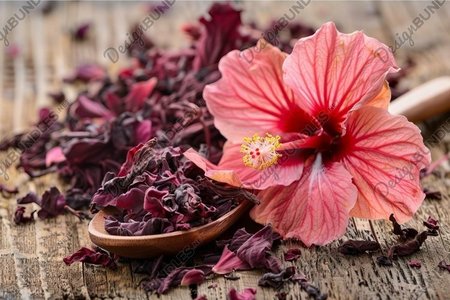 eggshells and hibiscus petals vibrant natural material