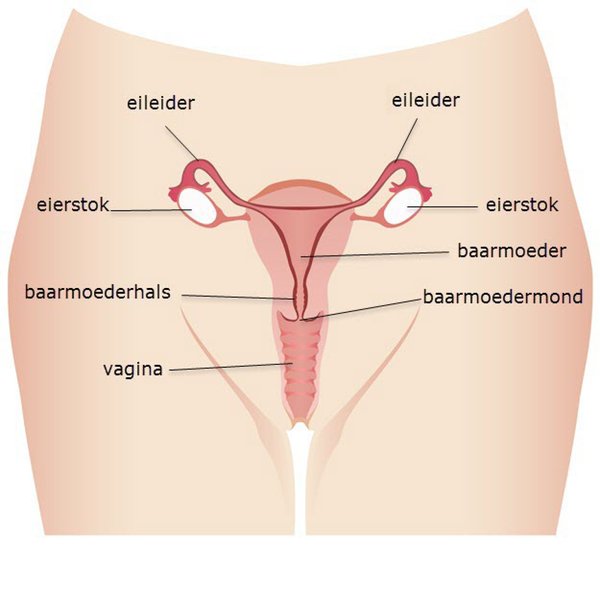 eileider-vangt-eicel-eisprong-op-kgfe01ab