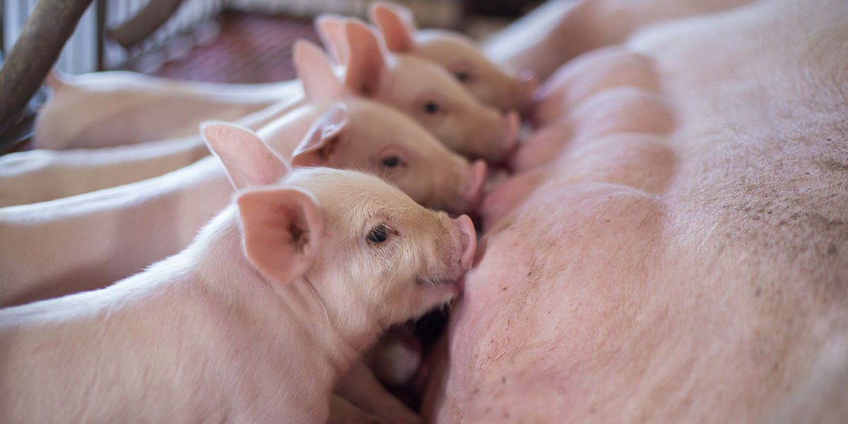electrolyte-secretion-postnatal-pigs-r1hnuie9
