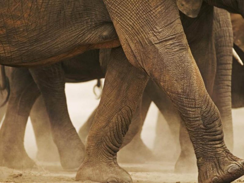 elephant foot sensory environment