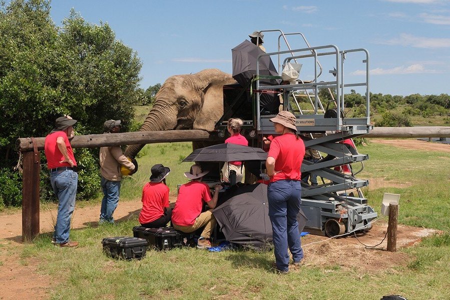 elephants outdoor communication