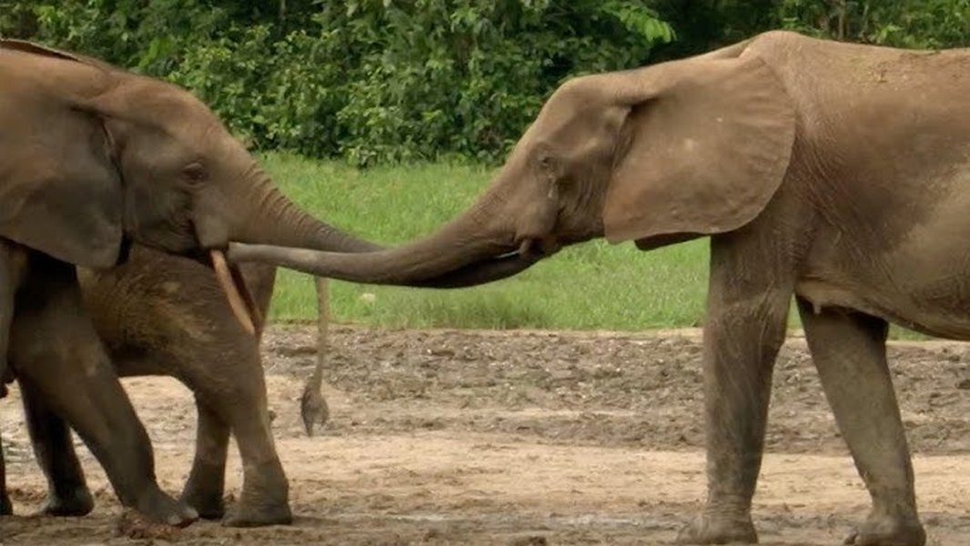 elephants nature reunion