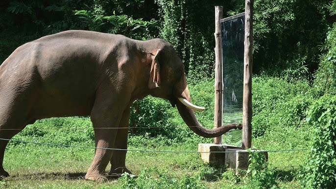 elephant in natural habitat with mirror reflection