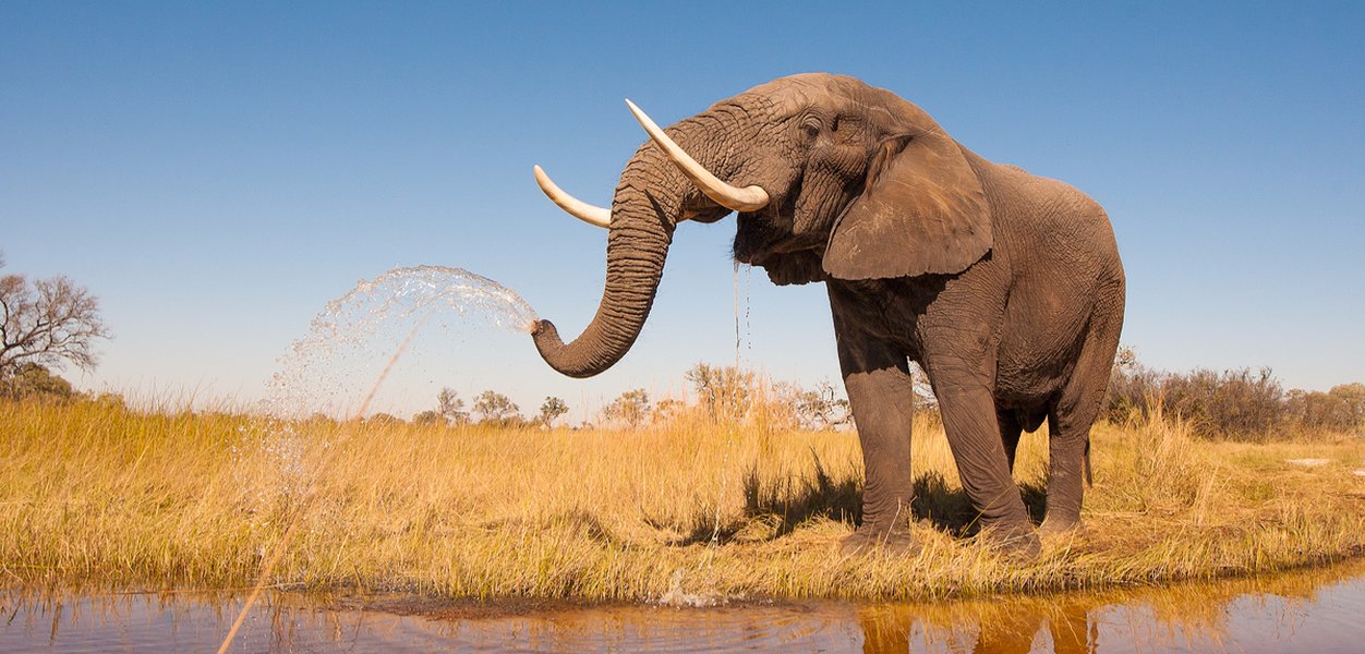 elephants savanna ground vibrations