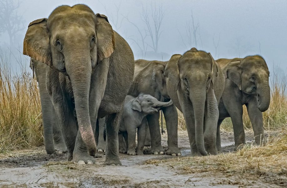 elephant savanna group communication