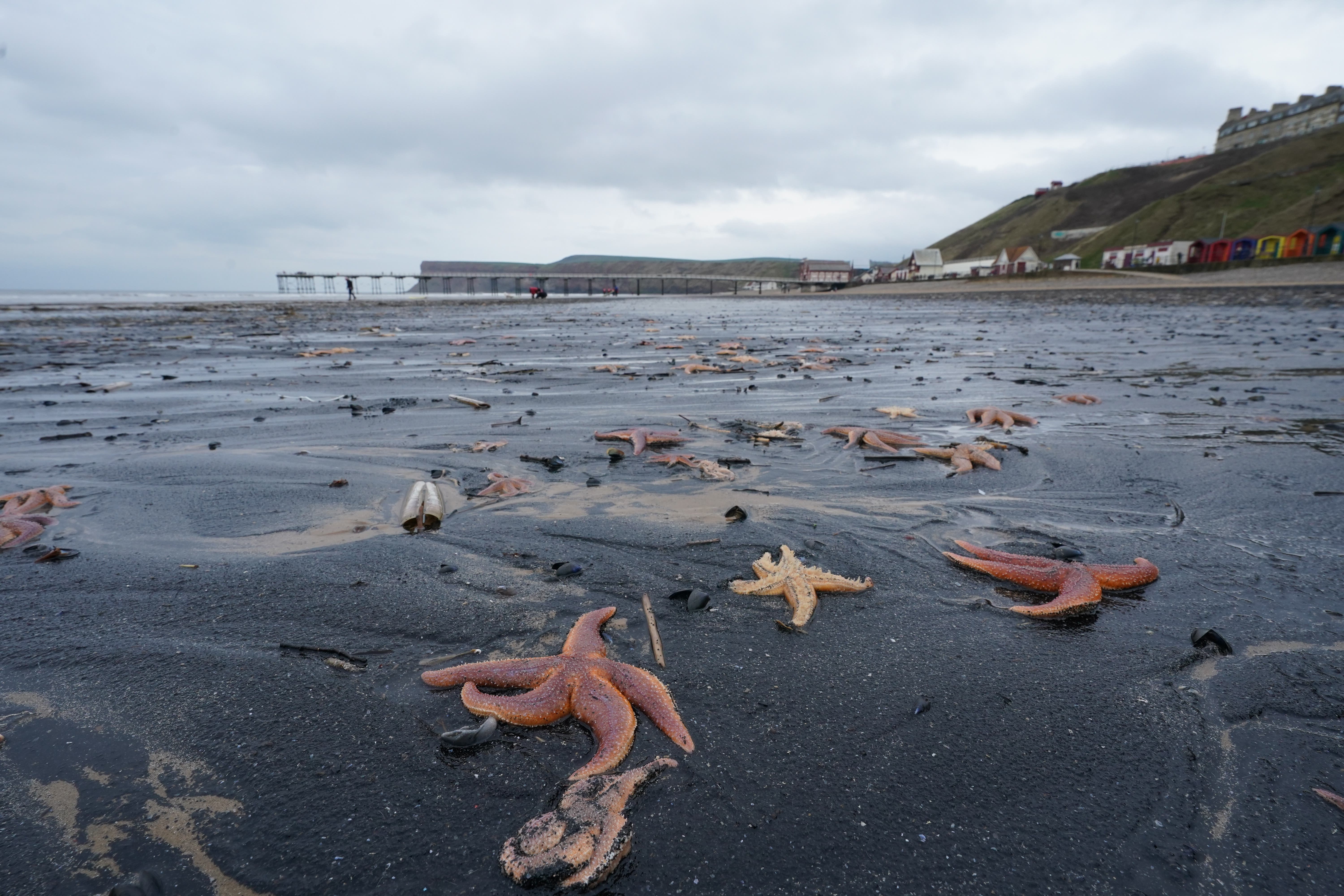 ocean catastrophe