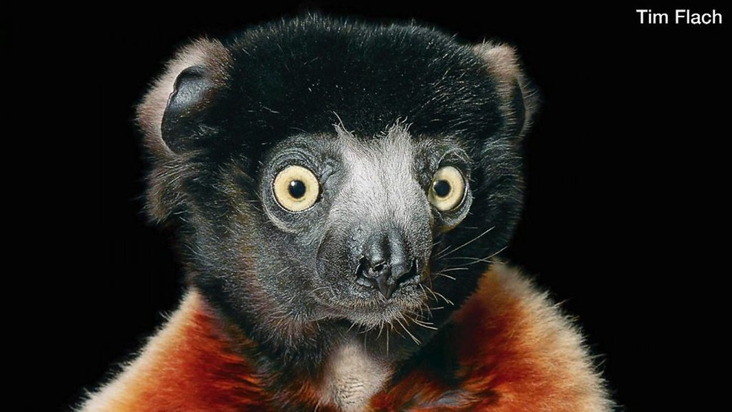 endangered-extinct-species-crisis-ck83de90