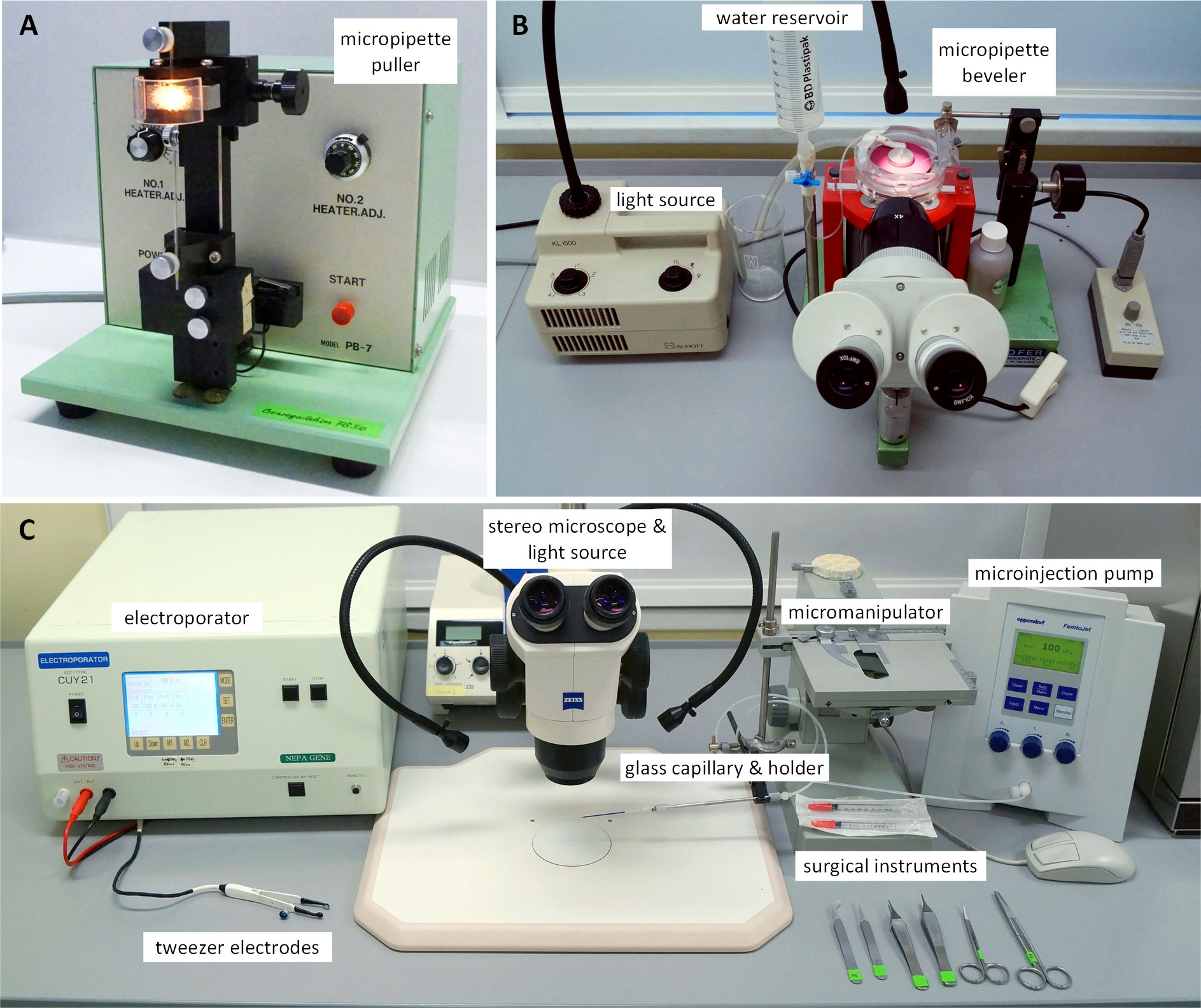 testicular cells microscope laboratory setup