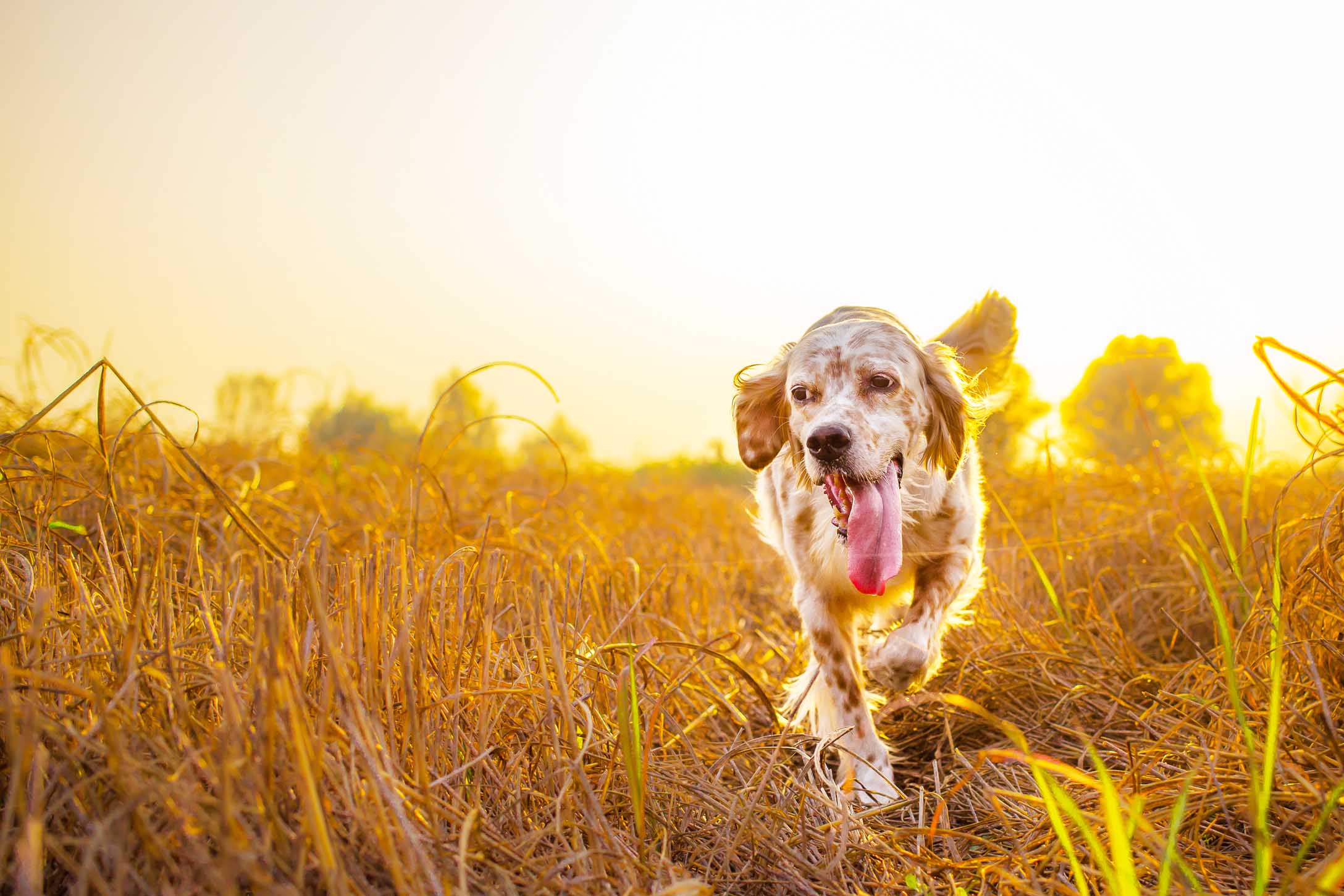 elegant dog hunting field