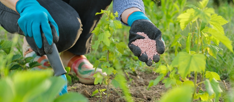 fertilizer plant agriculture