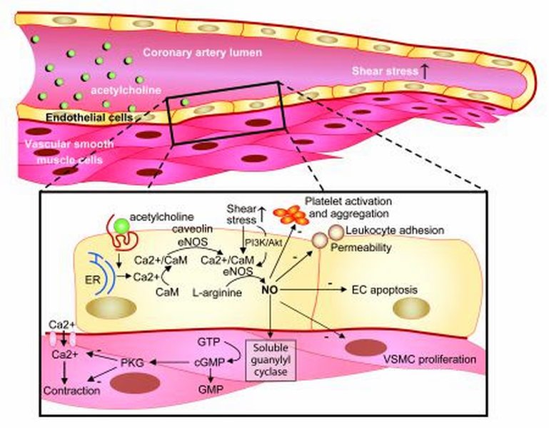 enhance-endothelial-temperature-sensitivity-dv1zs79m