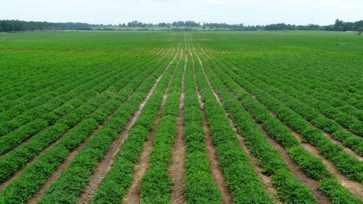 peanut farmers field