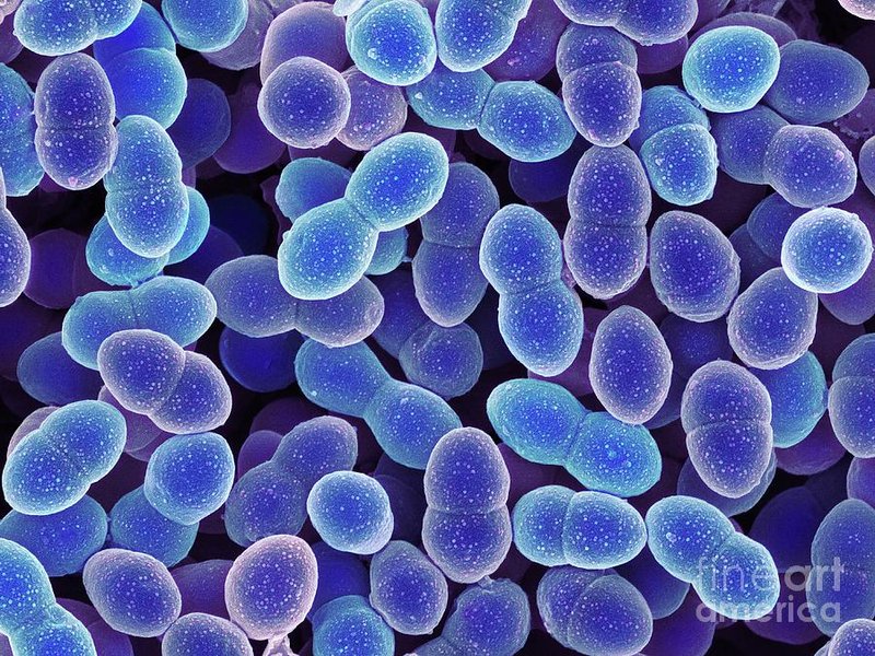 enterococcus-microbiologia-clinica-koneman-murray-3s4fjplb