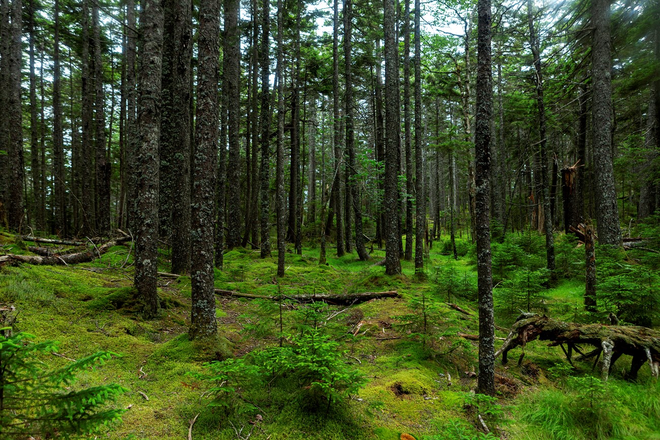 physical scenery forests green landscape