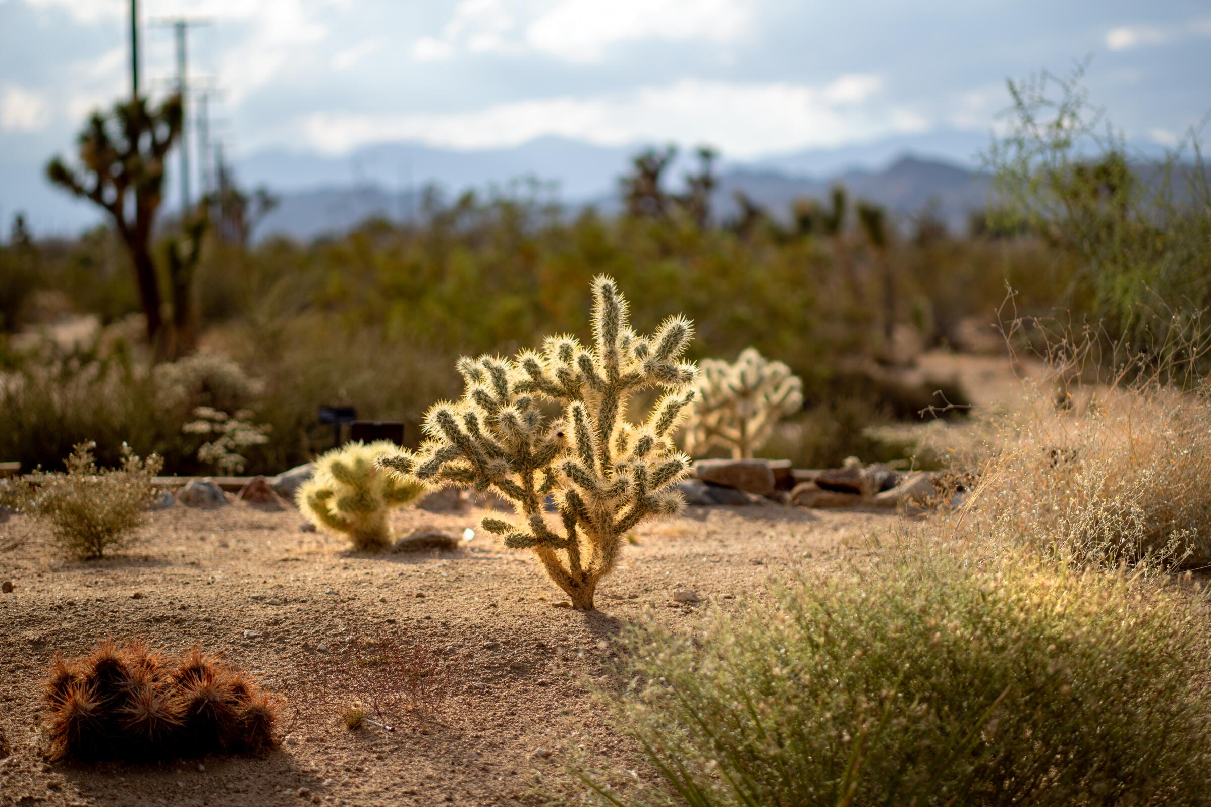 desert landscapes with crops