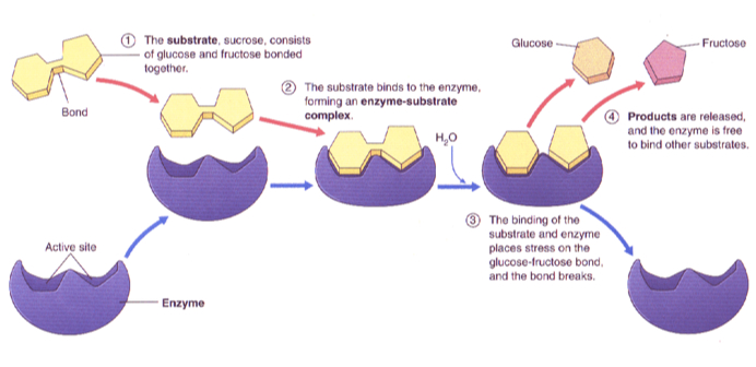 two-stage mechanism of catalase action. the reaction... Ithy - Stages of an Enzyme-Catalyzed Reaction