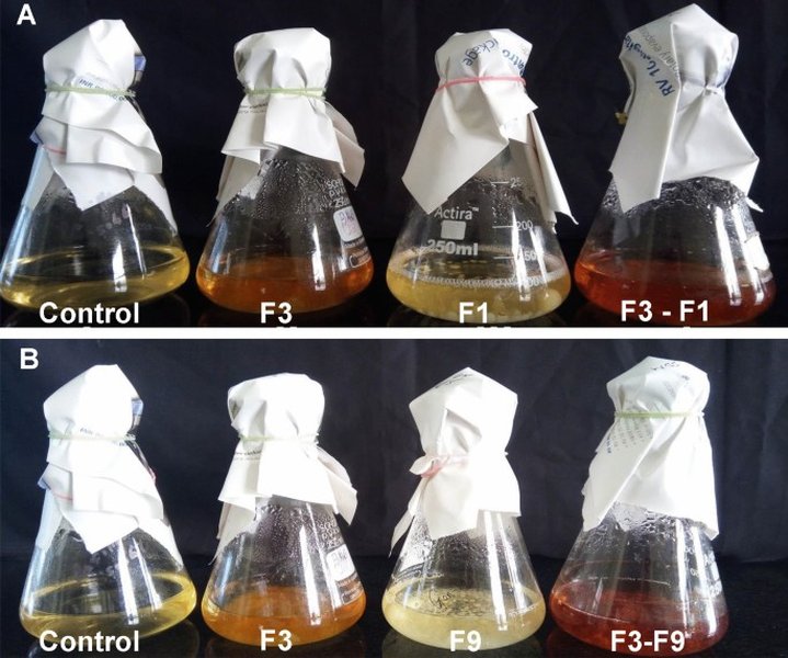 enzyme-concentration-beta-galactosidase-activity-s83a2wyt