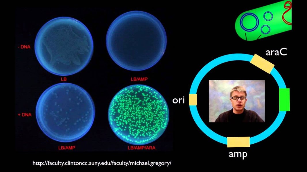 bacteria enzyme lab experiment