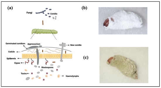 field agriculture EPF spores fungi