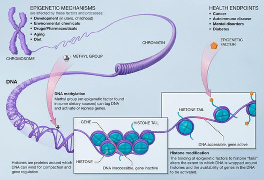epigenetics-science-and-mechanisms-sbicvp5h
