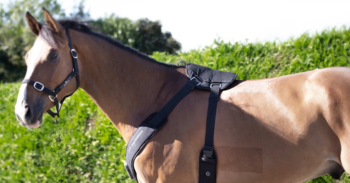horse limbs biometric measurement equipment
