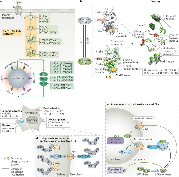 erk1-erk2-kinases-memory-learning-effects-u59amz8l