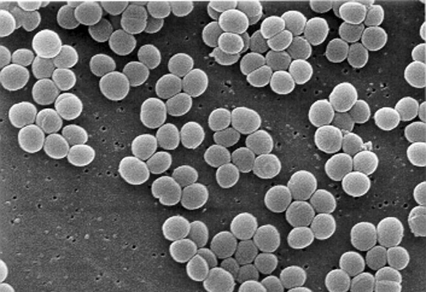 esquema-clasificacion-bacterias-62ovrv81