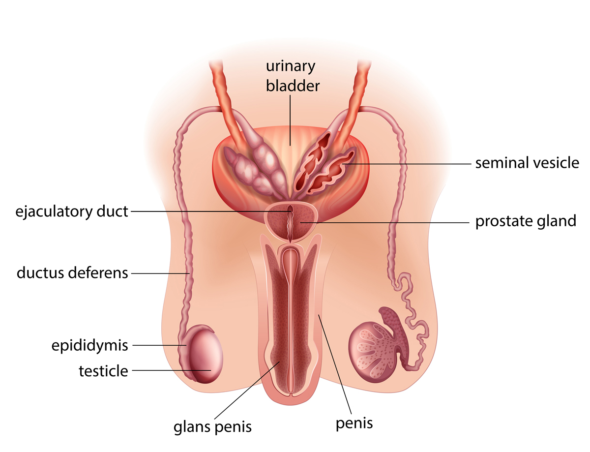 male reproductive system diagram