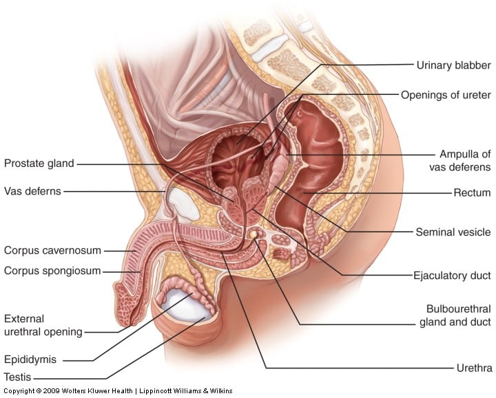 male reproductive system laboratory