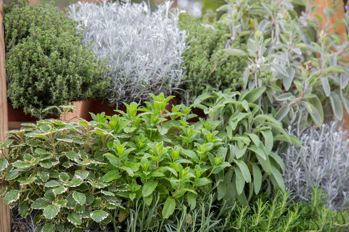 herbal plants scene