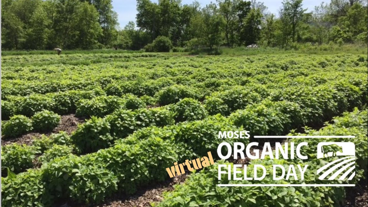 medicinal plants field