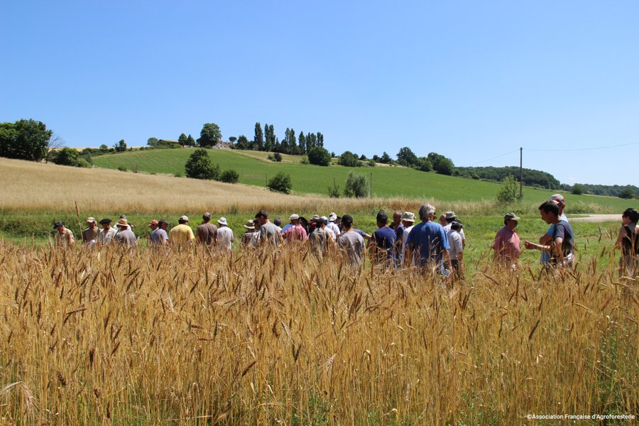Illustration d'une journée technique sur le terrain en agroforesterie.