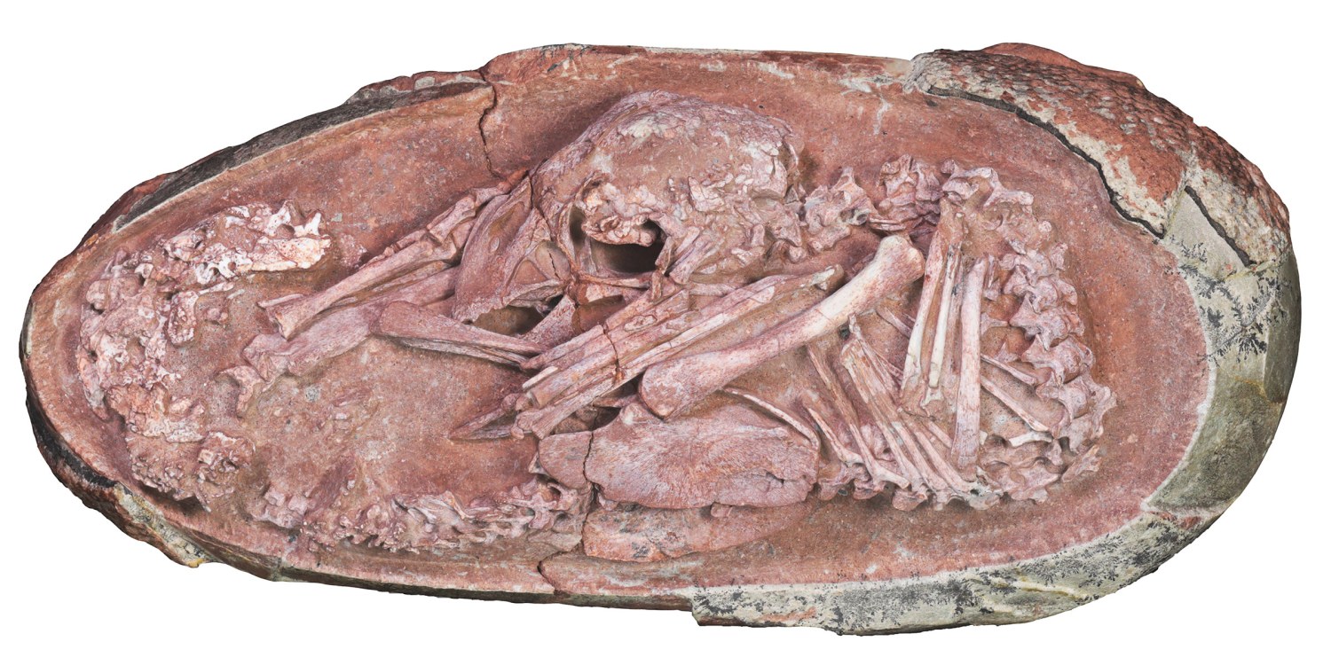 old photographs of fossils and eggs