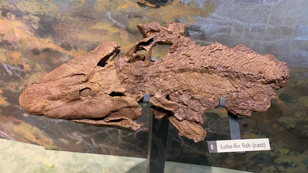 Tiktaalik Fossil Reconstruction