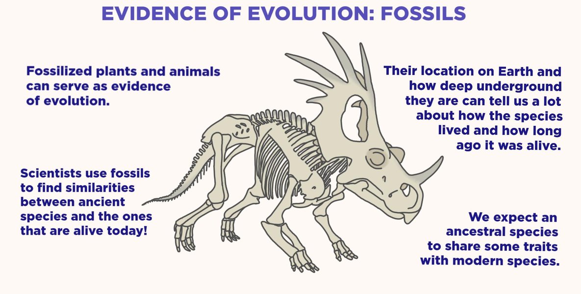 Examples of fossils showing evolutionary history