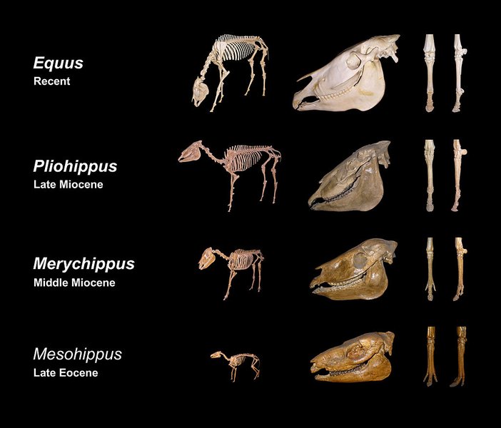 evolution-natural-selection-creationism-o5xciw7e