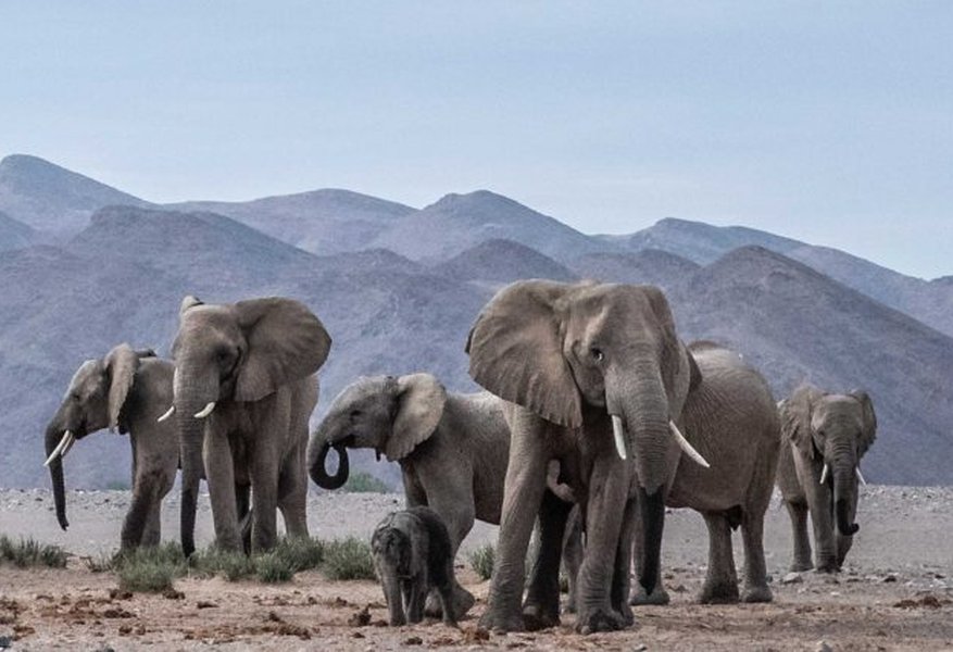 Elephants